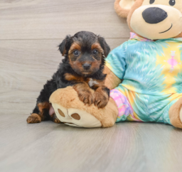 6 week old Yorkie Poo Puppy For Sale - Florida Fur Babies