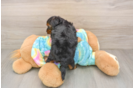 Playful Yo Yo Poo Poodle Mix Puppy