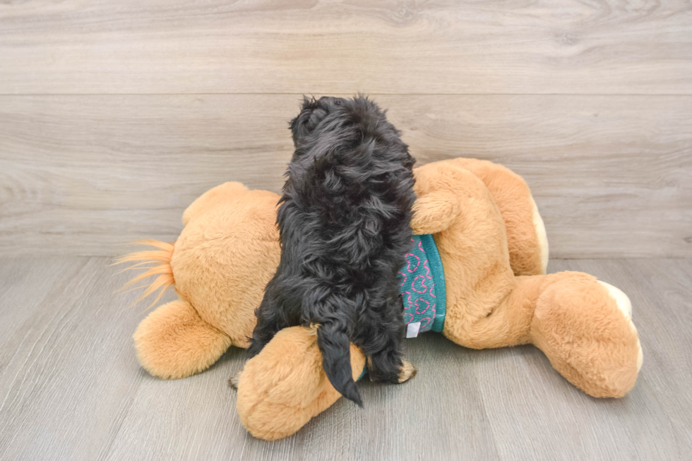 Playful Yo Yo Poo Poodle Mix Puppy
