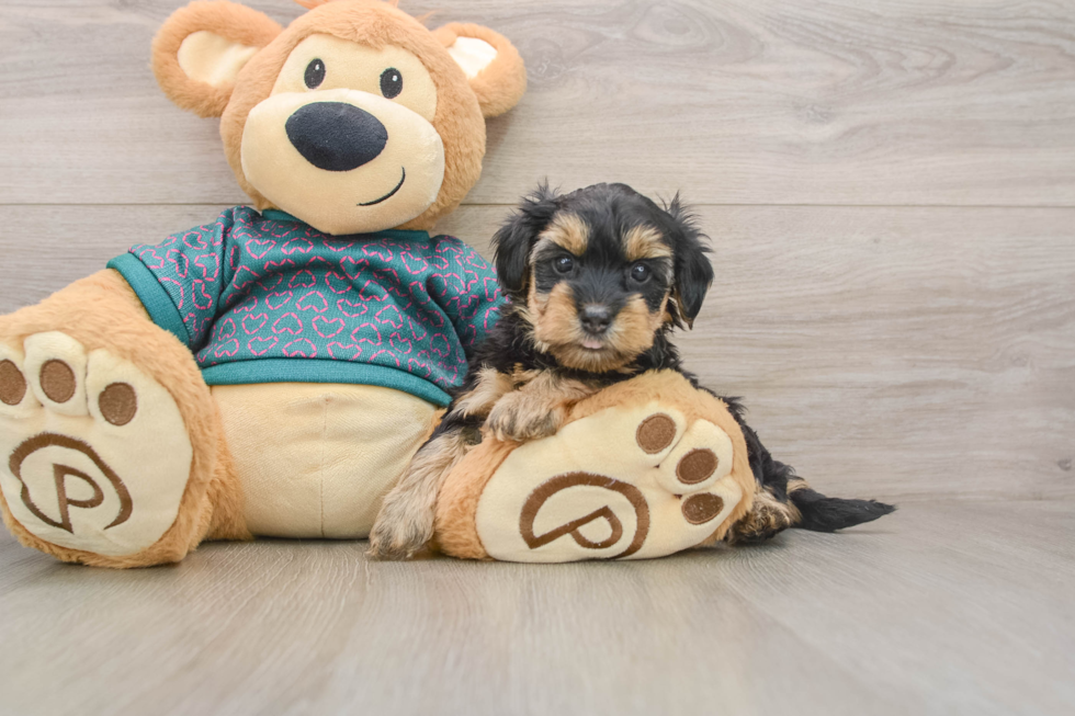 Yorkie Poo Puppy for Adoption