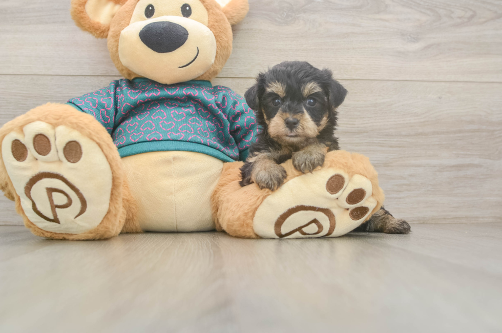 5 week old Yorkie Poo Puppy For Sale - Florida Fur Babies
