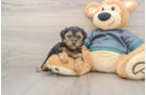 Cute Yorkie Poo Baby