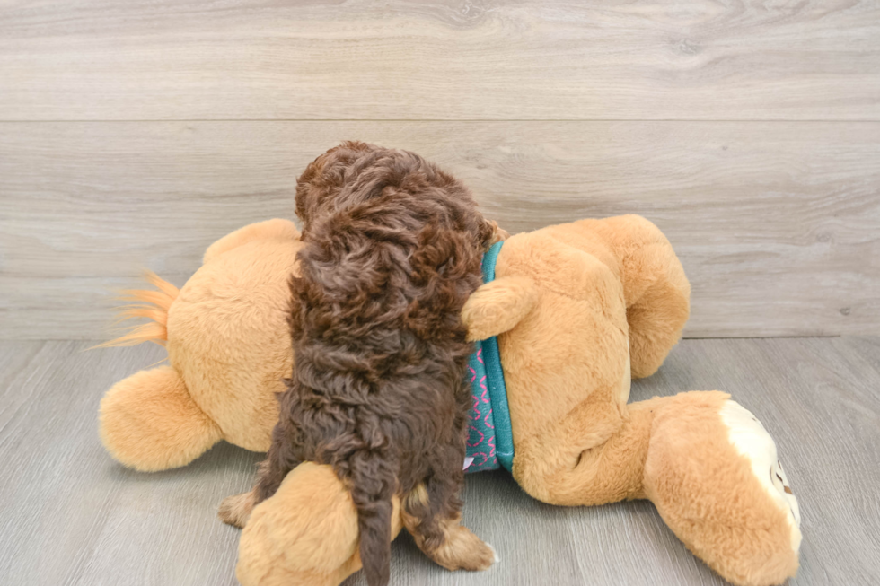 Yorkie Poo Pup Being Cute
