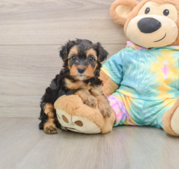 6 week old Yorkie Poo Puppy For Sale - Florida Fur Babies