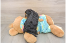 Yorkie Poo Puppy for Adoption