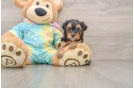 Yorkie Poo Puppy for Adoption