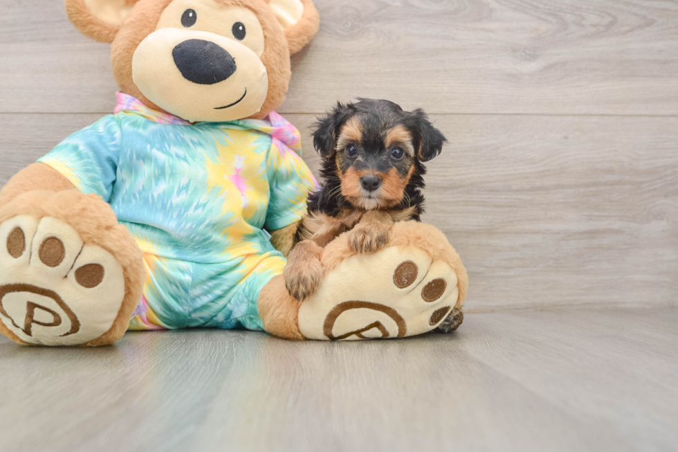 Yorkie Poo Puppy for Adoption