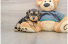 Best Yorkie Poo Baby