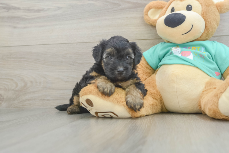 Adorable Yorkiedoodle Poodle Mix Puppy