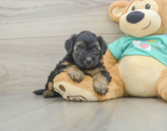 7 week old Yorkie Poo Puppy For Sale - Florida Fur Babies