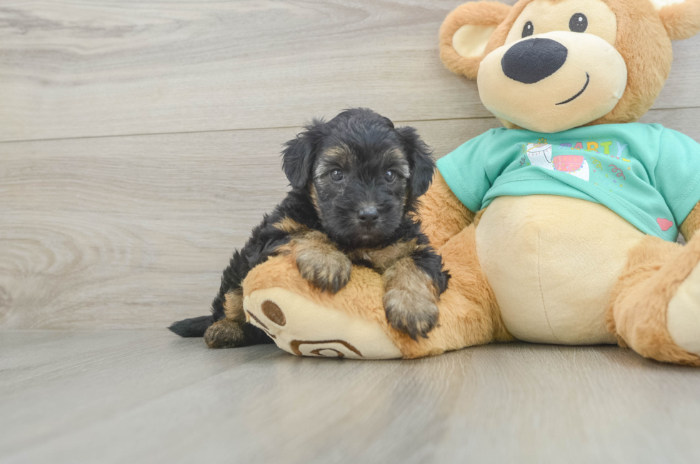 5 week old Yorkie Poo Puppy For Sale - Florida Fur Babies