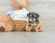 5 week old Yorkie Poo Puppy For Sale - Florida Fur Babies