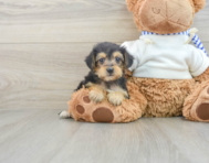 8 week old Yorkie Poo Puppy For Sale - Florida Fur Babies