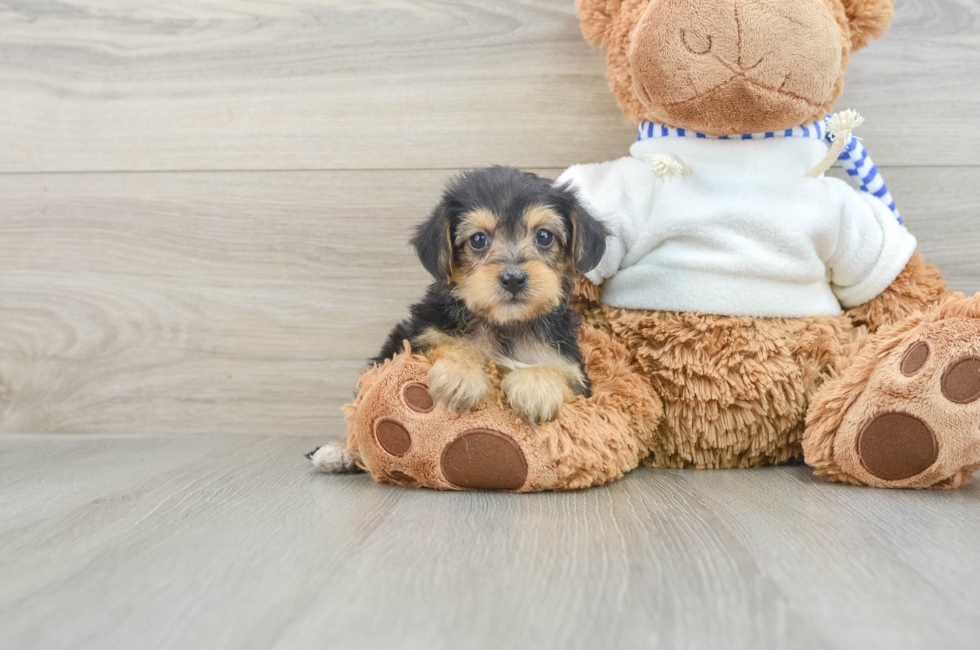 7 week old Yorkie Poo Puppy For Sale - Florida Fur Babies