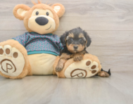 8 week old Yorkie Poo Puppy For Sale - Florida Fur Babies