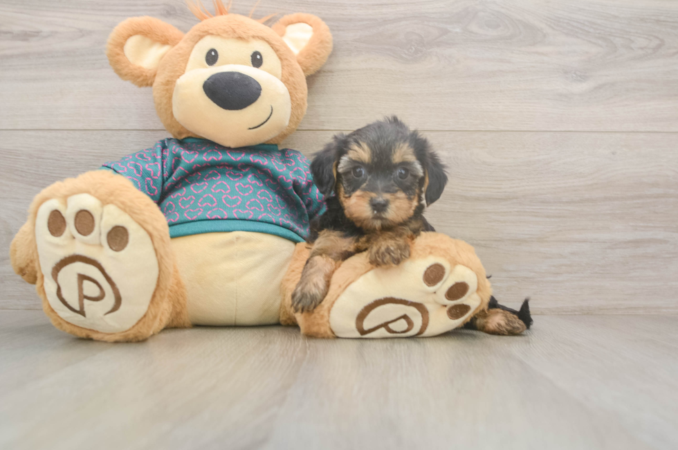 6 week old Yorkie Poo Puppy For Sale - Florida Fur Babies