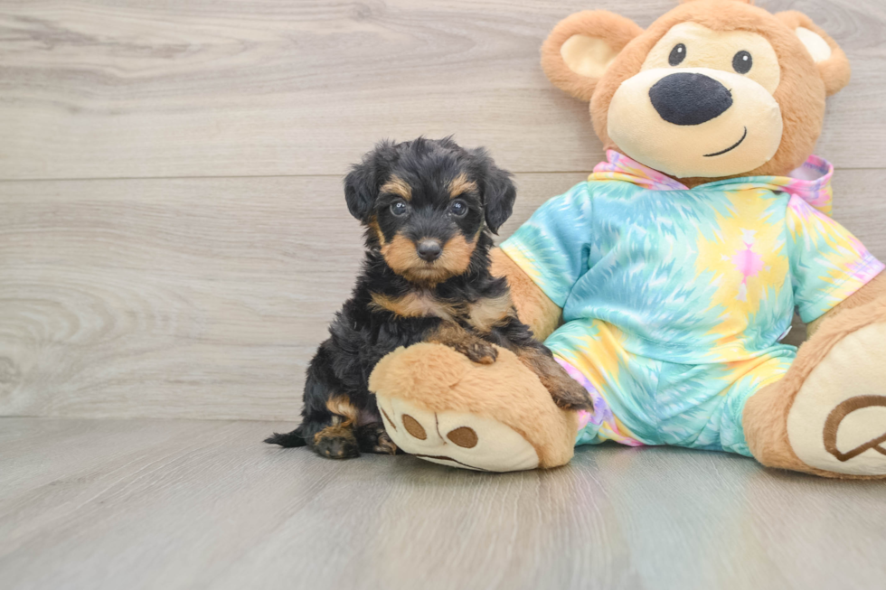 Sweet Yorkie Poo Baby