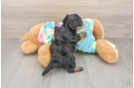 Yorkie Poo Puppy for Adoption