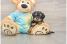 Yorkie Poo Puppy for Adoption