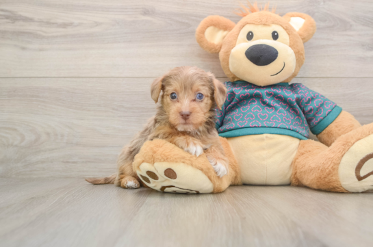 Popular Yorkie Poo Poodle Mix Pup