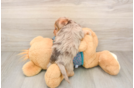 Cute Yorkie Poo Baby