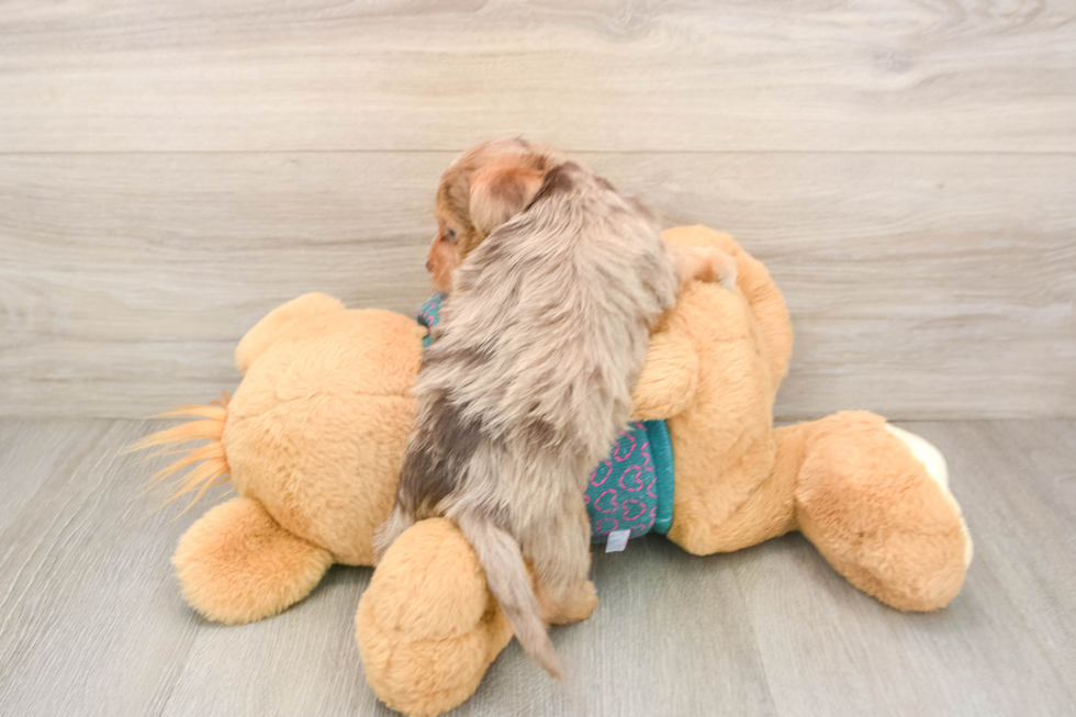 Cute Yorkie Poo Baby