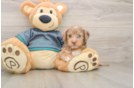 Happy Yorkie Poo Baby