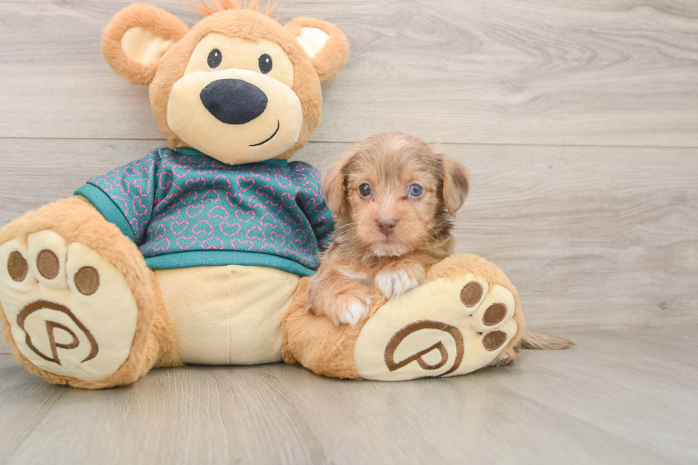 Happy Yorkie Poo Baby