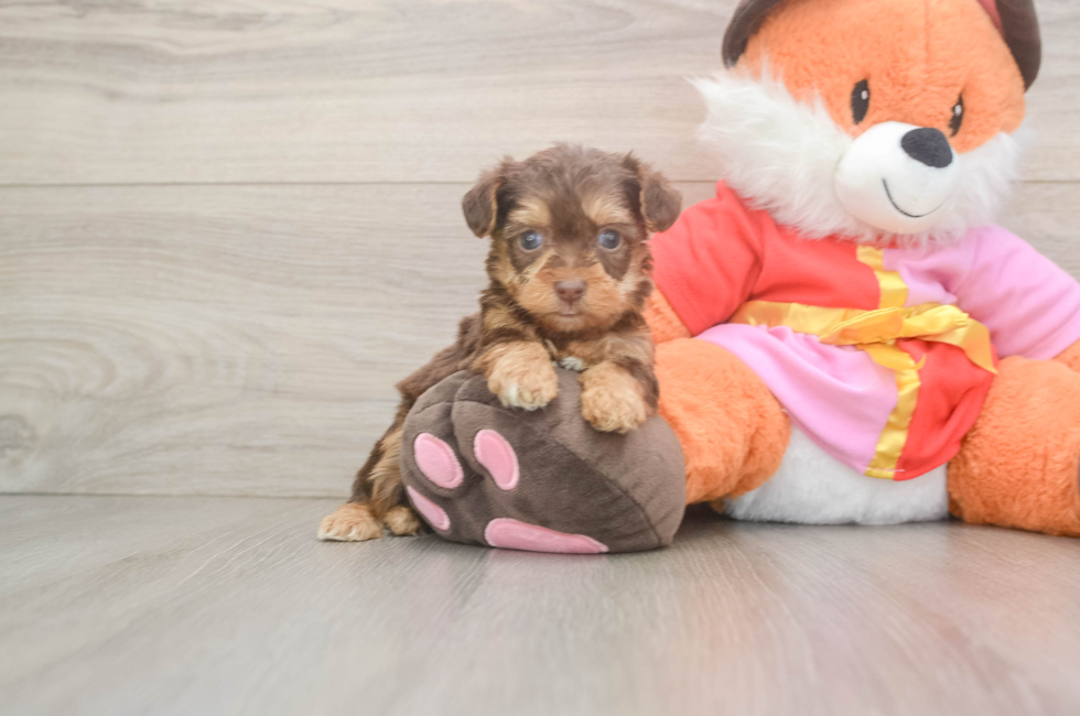 5 week old Yorkie Poo Puppy For Sale - Florida Fur Babies