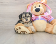 7 week old Yorkie Poo Puppy For Sale - Florida Fur Babies