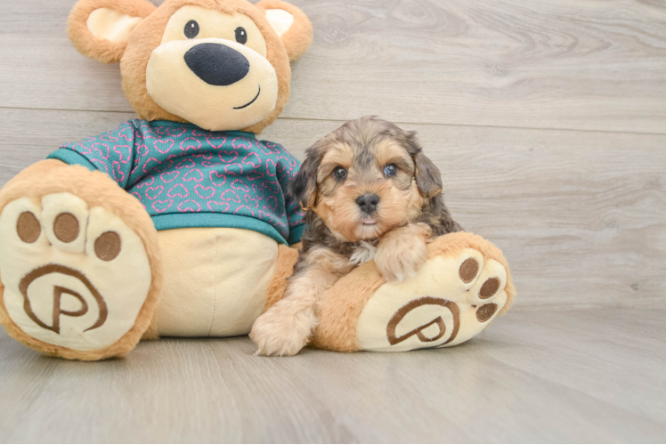 Yorkie Poo Pup Being Cute