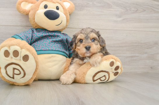 Yorkie Poo Pup Being Cute