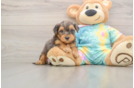 Hypoallergenic Yorkie Doodle Poodle Mix Puppy