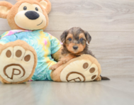 7 week old Yorkie Poo Puppy For Sale - Florida Fur Babies