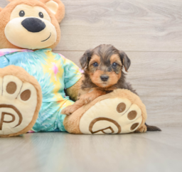 8 week old Yorkie Poo Puppy For Sale - Florida Fur Babies