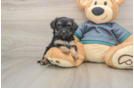 Energetic Yorkipoo Poodle Mix Puppy