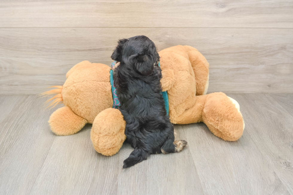 Happy Yorkie Poo Baby