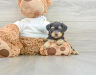 6 week old Yorkie Poo Puppy For Sale - Florida Fur Babies