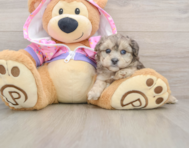 7 week old Yorkie Poo Puppy For Sale - Florida Fur Babies