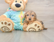7 week old Yorkie Poo Puppy For Sale - Florida Fur Babies