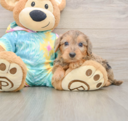 8 week old Yorkie Poo Puppy For Sale - Florida Fur Babies