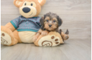 Best Yorkie Poo Baby