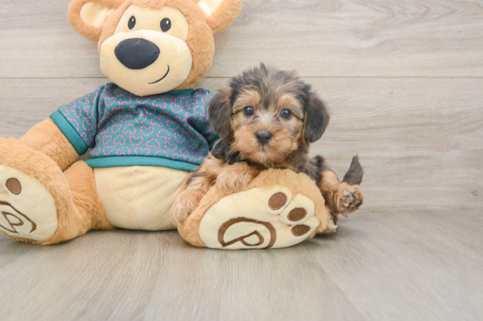 Best Yorkie Poo Baby