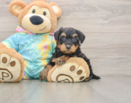 7 week old Yorkie Poo Puppy For Sale - Florida Fur Babies