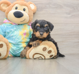 8 week old Yorkie Poo Puppy For Sale - Florida Fur Babies