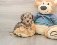 9 week old Yorkie Poo Puppy For Sale - Florida Fur Babies