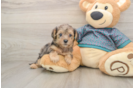 Petite Yorkie Poo Poodle Mix Pup
