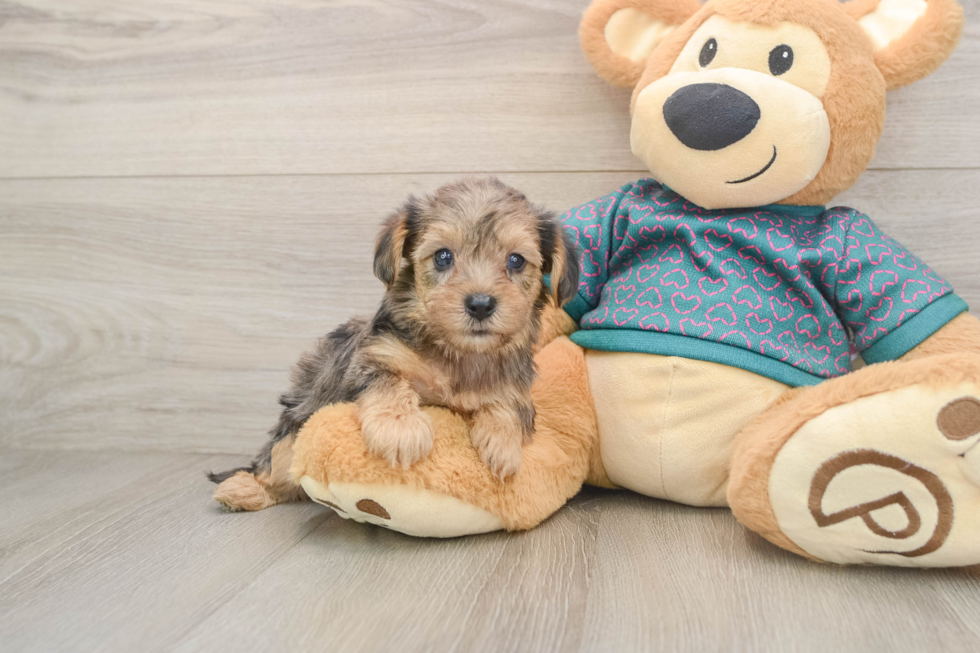 Petite Yorkie Poo Poodle Mix Pup
