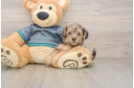 Yorkie Poo Pup Being Cute