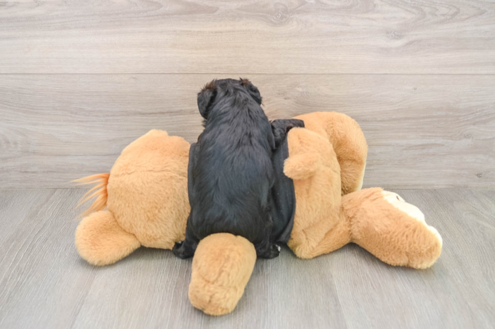 Yorkie Poo Puppy for Adoption